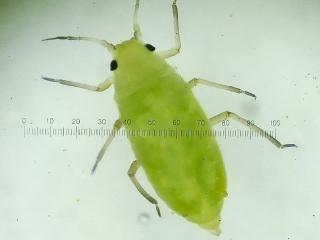 A Russian wheat aphid