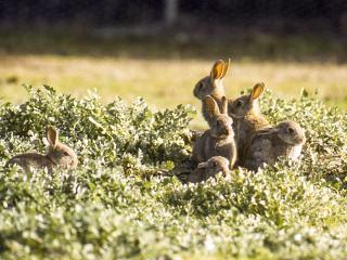 Rabbits 916 Workshop participants will hear about ways to manage pests including wild dogs, feral pigs, foxes, rabbits, narrow-leaf cotton bush and other pest weeds.