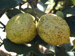 Cochenille rouge sur un fruit de citron suspendu dans l'arbre