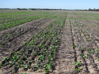 The department is researching whether it is worth reseeding canola that has established poorly, like this plot with less than 5 plants/m² (right) at Salmon Gums last year.