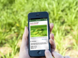 MyPestGuide app displayed on a mobile phone in a crop MyPestGuide app displayed on a mobile phone in a crop