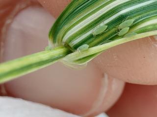 A stripey leaf with tiny aphids on it, folded over a finger.