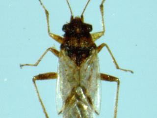 Rutherglen bug