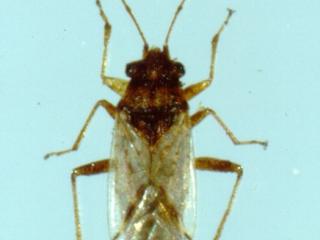 Rutherglen bug adult
