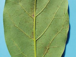 Purple discolouration adjacent to veins on underside of an avocado leaf by feeding of six-spotted mite