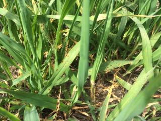 Spot-type net blotch on Planet barley.