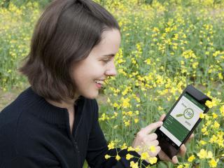 Sabrina and MyPestGuide in canola The Department of Agriculture and Food is providing support and technology to help people report suspect pests and diseases during the Biosecurity Blitz from 18-30 September.