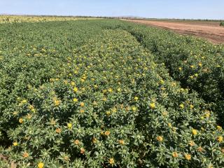 A crop of safflower with yellow flowers.