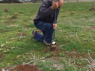 Department of Primary Industries and Regional Development officer Paul Sanford taking paddock samples in late 2017. Researchers will be in paddocks later this month collecting samples with the hope of identifying which plants are hosting a virus linked to