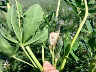 Sclerotinia infection of lupin pods