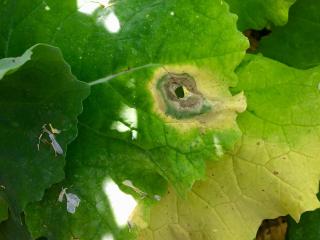 Sclerotinia infection in a canola leaf
