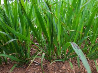 Septoria avenae blotch symptoms on oats.