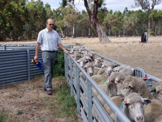 Department of Agriculture and Food senior research officer Johan Greeff inspects the research flock.