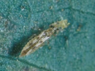 Six-spotted thrips nymphs and adults feed on mites. Photo courtesy Univ Cal Riverside USA