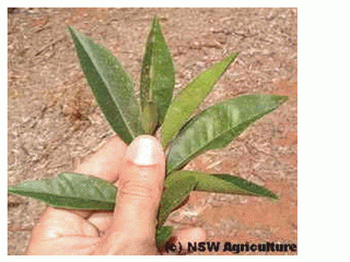 CORRECT LEAF - This is typical of a spring flush.  Notice the medium sized leaf and the narrow and pointed appearance.  It is the narrow and pointed appearance that is the major determining factor in identifying spring flush shoots.
