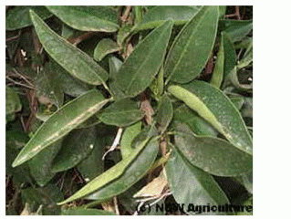 Figure 5 Correct leaf - The three leaves visible on the top left hand corner of the picture is spring flush.