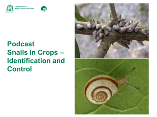 The top image is of small conical snails and the bottom image is of round snail