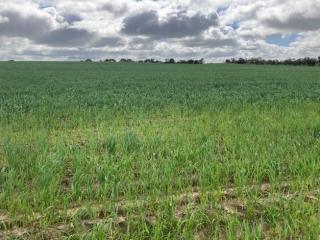 Typical soilborne disease symptoms earlier in a season in a wheat crop infected with rhizoctonia and root lesion nematode (P. neglectus).