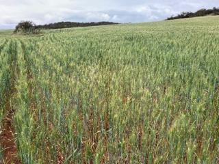 Typical soilborne disease symptoms later in the season in a wheat crop infected with root lesion nematode (P. neglectus) and cereal cyst nematode