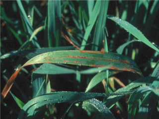 Stripe blight on oat leaves.