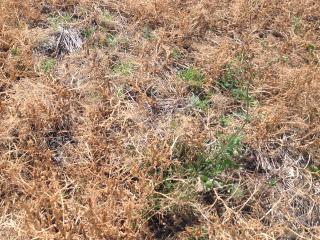 Fleabane weed Grain growers have been urged to control summer weeds, like fleabane, to optimise their paddock’s crop potential next season.
