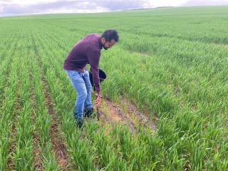 Technical officer Surya Dhakal (DPIRD) collecting a soil sample from a patch of stunted wheat plants infected with rhizoctonia and root lesion nematode (P. neglectus).