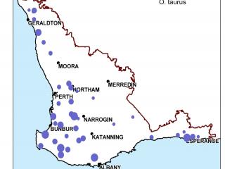Distribution map for Onthophagus taurus