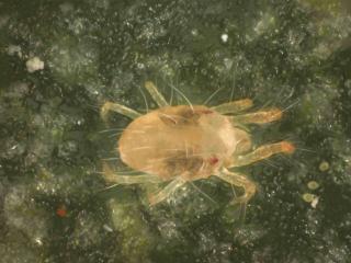 Dorsal view of a two-spotted spider mite with ingested food visible in the stomach sacks.