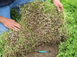 Subclover burr development