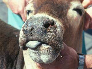 Malignant catarrhal fever in a bovine