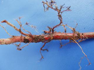 Weevil larvae damage to roots