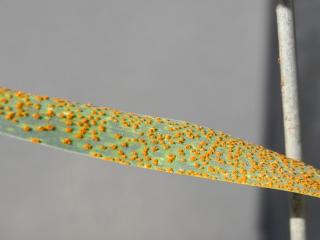 What leaf rust Lr76 on Mace Department of Agriculture and Food trial showed significant levels of infection in Mace by the new leaf rust pathotype.
