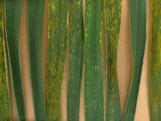 The Department of Agriculture and Food tests demonstrated an increased risk of wheat rust in popular varieties(L to R) Bonnie Rock, Carnamah, Cobra, Corack, Emu Rock, Fortune, Mace, Magenta, Wyalkatchem.  Varieties Carnamah, Cobra, Fortune and Magenta rem