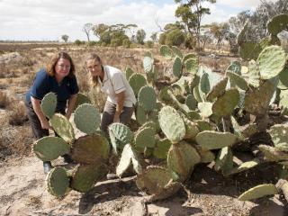 Photo caption: Department research officer Sandy Lloyd (left) and biosecurity officer Terri Jasper among the wheel cactus infestation discovered in Dowerin. Photo caption: Department research officer Sandy Lloyd (left) and biosecurity officer Terri Jasper among the wheel cactus infestation discovered in Dowerin.