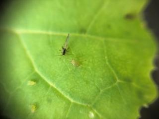 Winged and non-winged green peach aphids on turnip yellows virus infected canola. Winged and non-winged green peach aphids on turnip yellows virus infected canola.