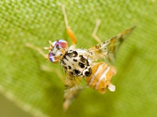 Male Medfly releasing pheromones, seen as a liquid droplet at its rear end