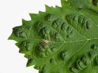 Raised blisters on a grape leaf