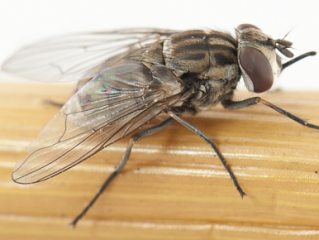 Stable fly Close-up photo of a stable fly