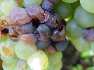 Grapes infected with the fungus Botryosphaeria which causes bunch rot and is commonly associated with trunk disease