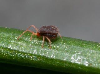 Adult bryobia mite.