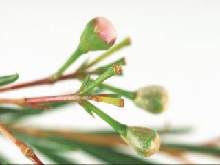 Bud drop may be the first indication of infection by Botrytis cinerea