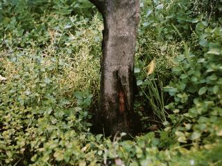 Collar rot on Eureka lemon trunk