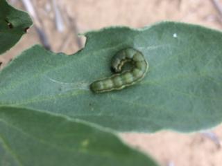 Native budworm caterpillar on a faba bean leaf