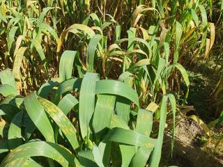 Oats with leaf (crown) rust in a trial site