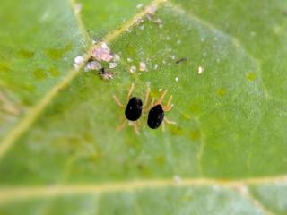 Redlegged earth mites