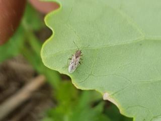 Rutherglen bug adult on a canola leaf