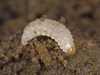 Desiantha weevil larva.