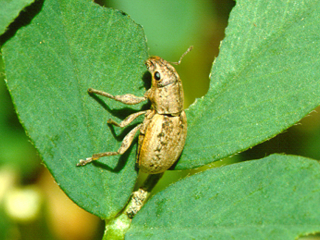 An adult Small lucerne weevil