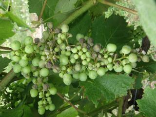 Berries showing characteristic symptoms of Downy mildew infection