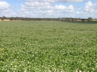 Summer sowing French serradella Margurita